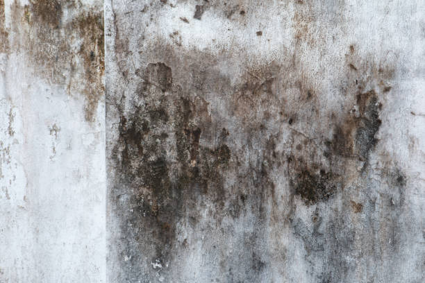 Best Industrial Mold Remediation  in Goose Creek, SC