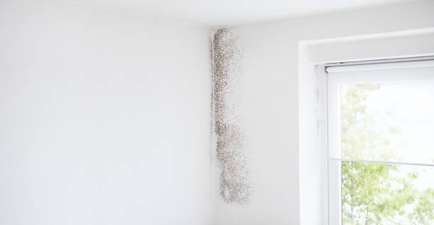  Goose Creek, SC Mold Removal Pros
