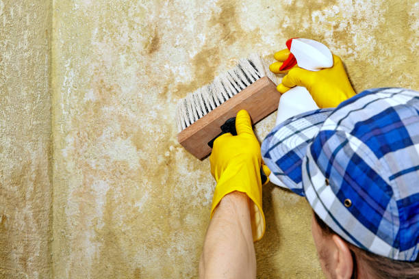 Best Black Mold Removal  in Goose Creek, SC