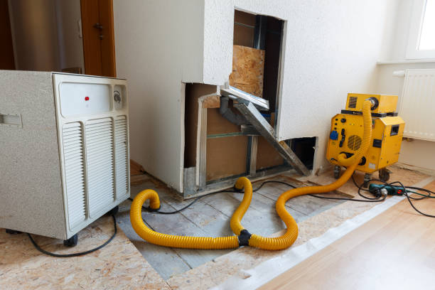 Best Basement Mold Removal  in Goose Creek, SC
