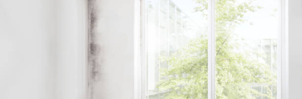 Best Mold Odor Removal Services  in Goose Creek, SC