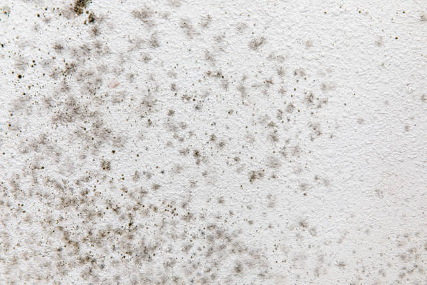 Professional Mold Removal in Goose Creek, SC