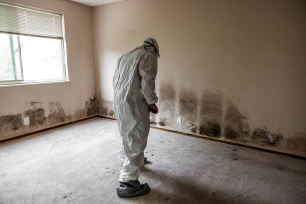 Best Mold Damage Restoration  in Goose Creek, SC