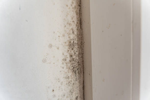 Best Crawl Space Mold Remediation  in Goose Creek, SC