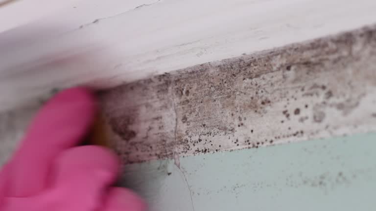Best Biohazard Mold Removal  in Goose Creek, SC